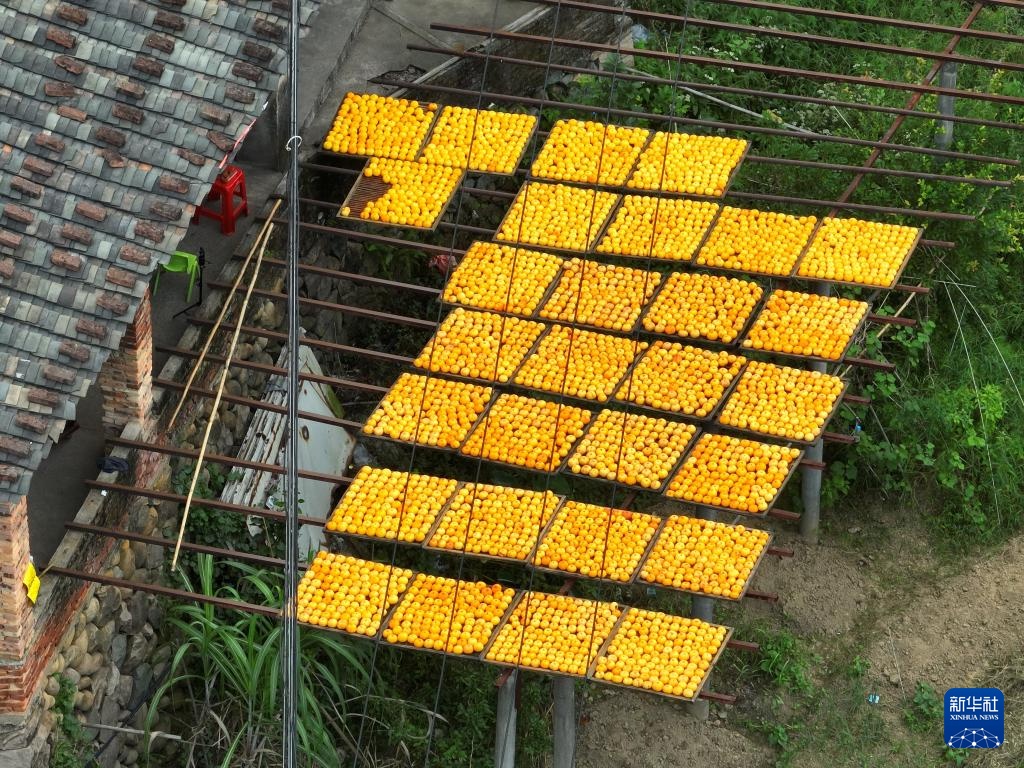 福建永泰:金秋送爽晒好“柿” 福建永泰:金秋送爽晒好“柿”