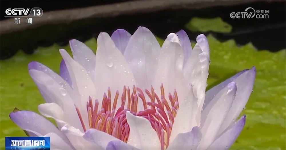 “秋日经济”升温聚人气 “农文旅融合”新玩法展现乡村振兴蓬勃活力