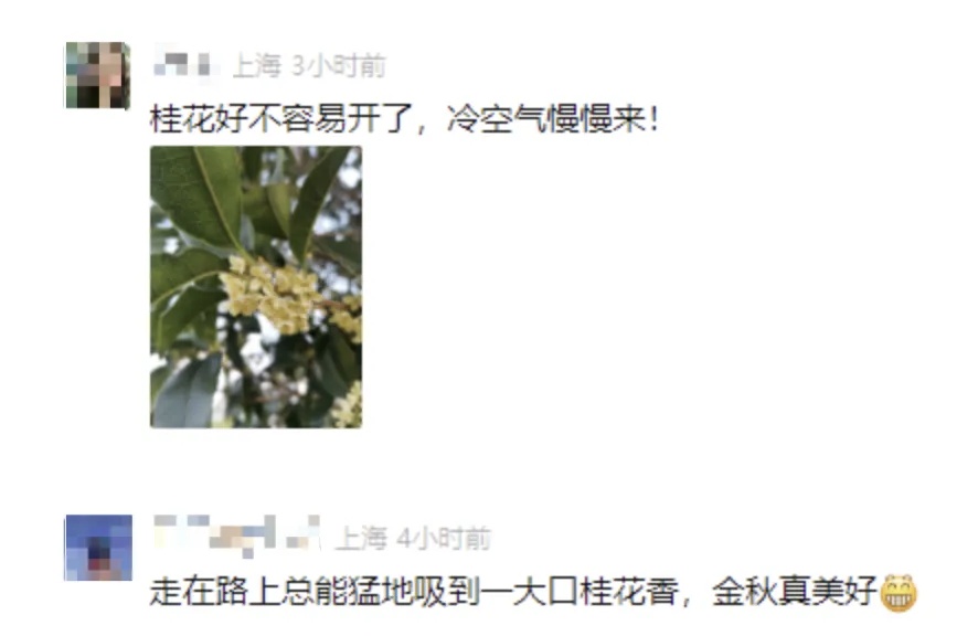 迟到的桂花格外香？三大品种罕见集中绽放！樱花也来凑热闹，上海市民直呼惊奇