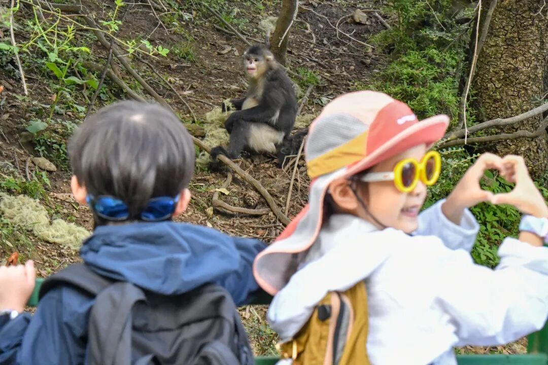 研究表明：滇金丝猴折断树枝，不是“搞破坏”！