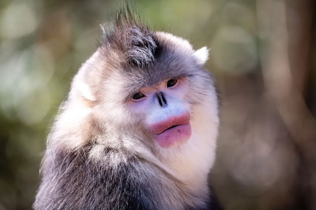 研究表明：滇金丝猴折断树枝，不是“搞破坏”！