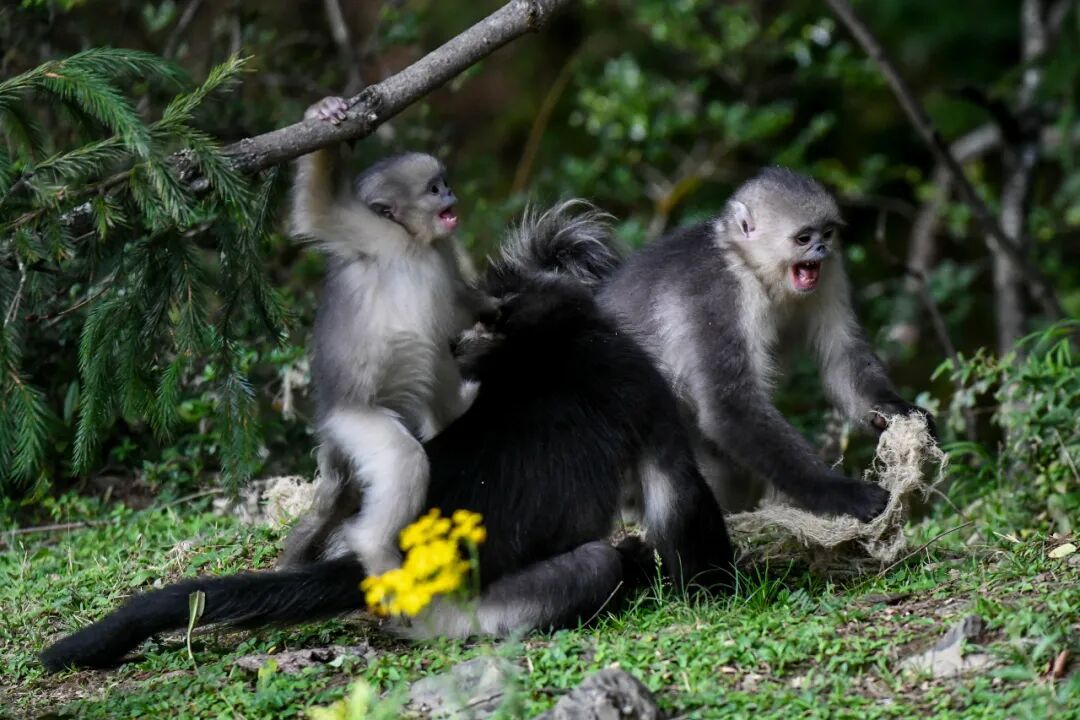 研究表明：滇金丝猴折断树枝，不是“搞破坏”！