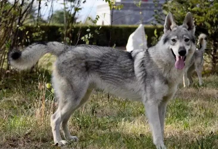黑龙江一地出现野狼?当地回应:系捷克狼犬,已收容,未造成群众受伤 黑龙江一地出现野狼?当地回应:系捷克狼犬,已收容,未造成群众受伤