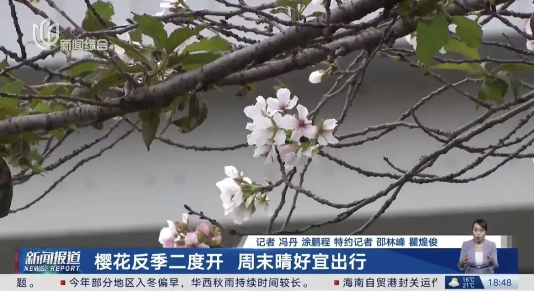 迟到的桂花格外香？三大品种罕见集中绽放！樱花也来凑热闹，上海市民直呼惊奇