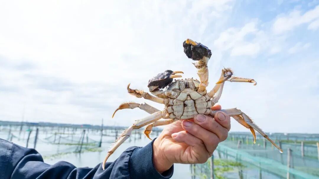 高铁站安检仪扫出好多毛茸茸的物体……