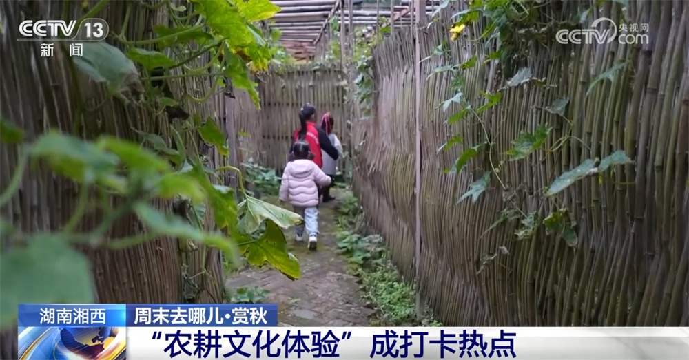 “秋日经济”升温聚人气 “农文旅融合”新玩法展现乡村振兴蓬勃活力