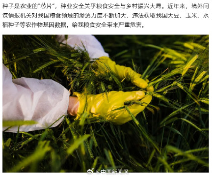 间谍在我国非法搜集亲本种子