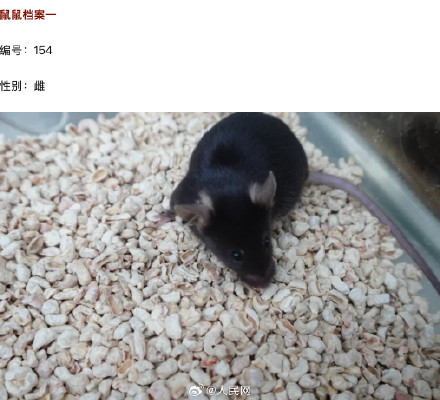 4只鼠鼠档案大公开 4只鼠鼠档案大公开