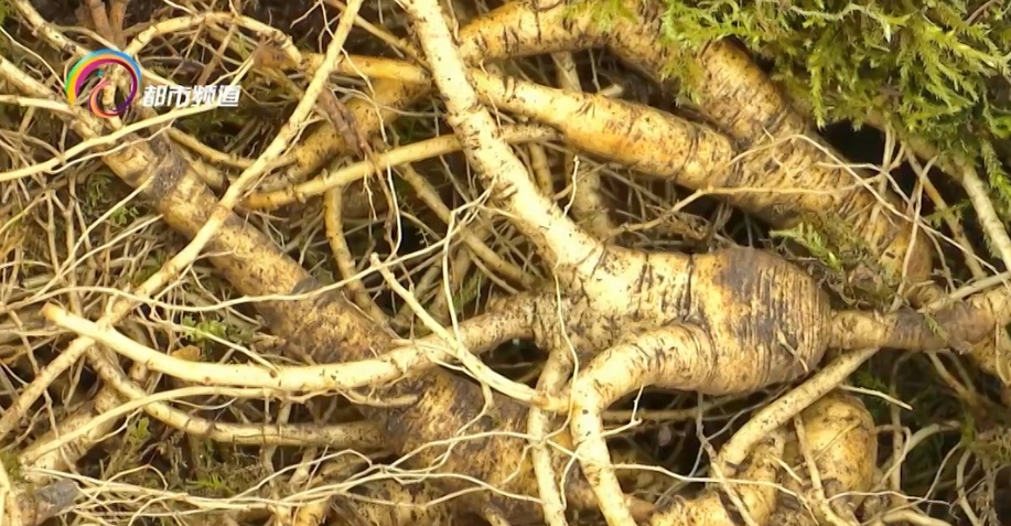 3毫克可致命!“土黄天”进补需注意,这些东西不要吃…… 3毫克可致命!“土黄天”进补需注意,这些东西不要吃……