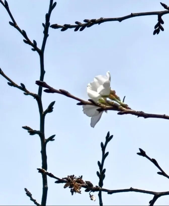 常州的樱花又开了? 常州的樱花又开了?