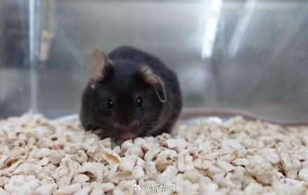 叫啥名字好?太空小鼠在线征名 叫啥名字好?太空小鼠在线征名