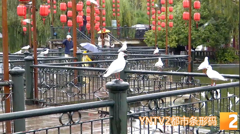 红嘴鸥来翠湖了！昆明观鸥季正式迎来高潮……