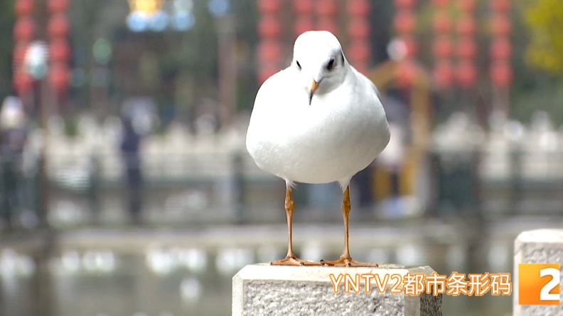 红嘴鸥来翠湖了！昆明观鸥季正式迎来高潮……