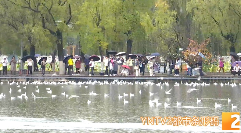 红嘴鸥来翠湖了！昆明观鸥季正式迎来高潮……