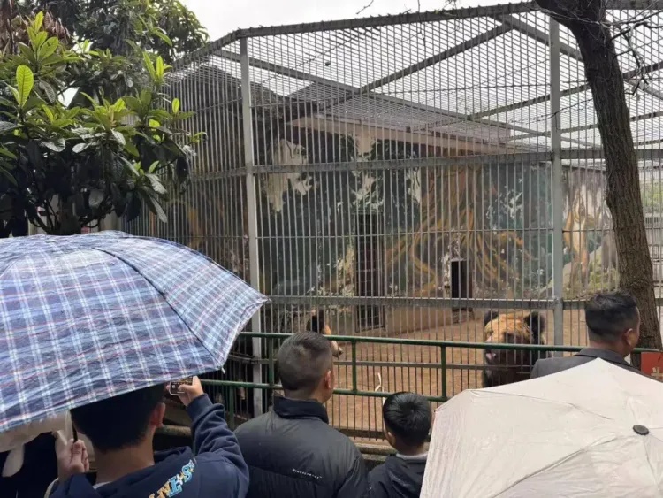 藏在深山!“史上最寒酸”动物园突然走红,园长:不用再捐啦 藏在深山!“史上最寒酸”动物园突然走红,园长:不用再捐啦