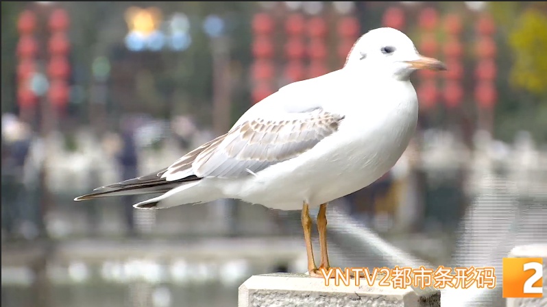 红嘴鸥来翠湖了！昆明观鸥季正式迎来高潮……