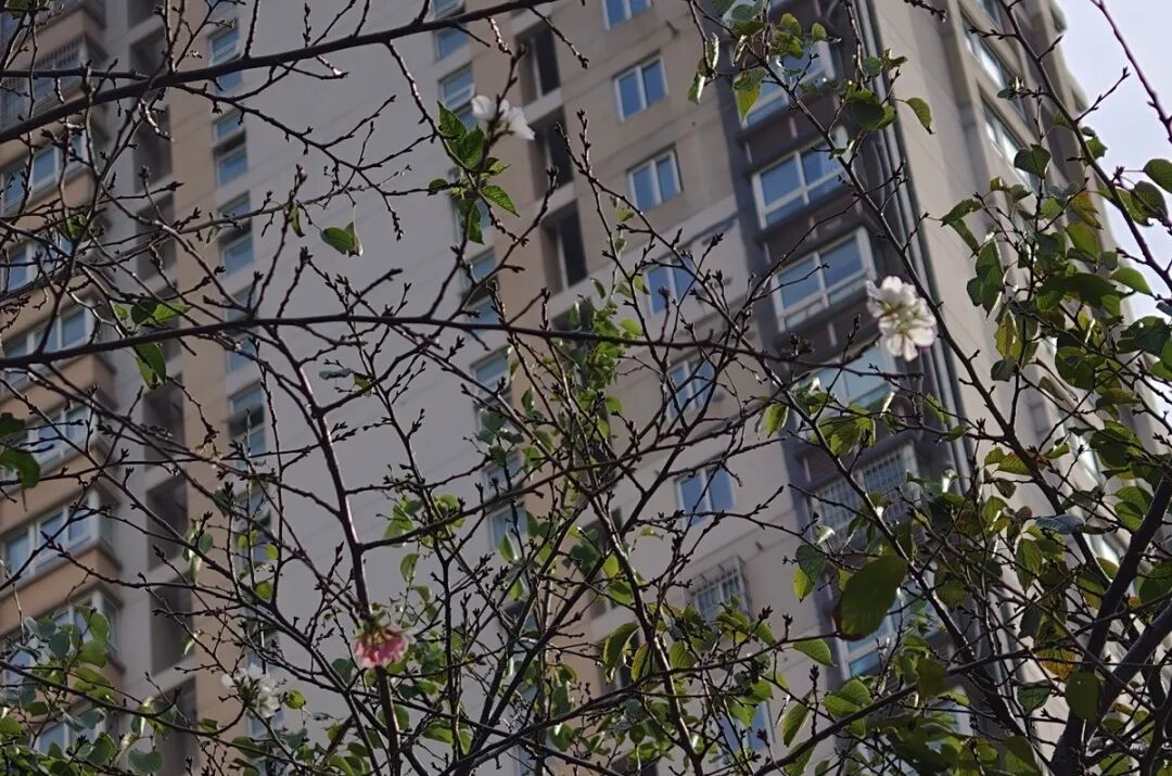 常州的樱花又开了? 常州的樱花又开了?