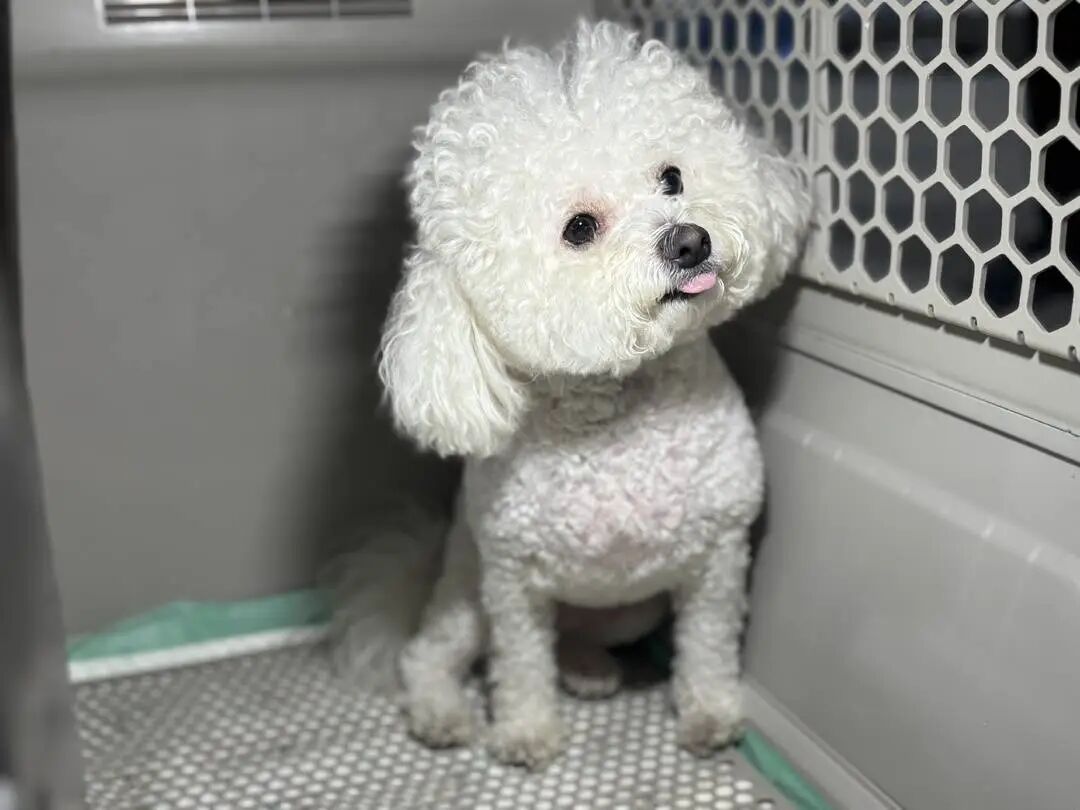 宠物 "单飞" 成真！高铁宠物托运服务增至40座车站、50趟列车