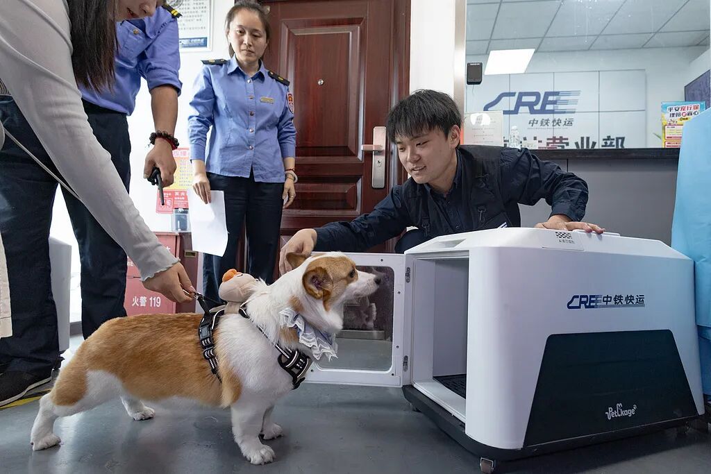 首次开设！在重庆"毛孩子”可以坐高铁了！办理指南→