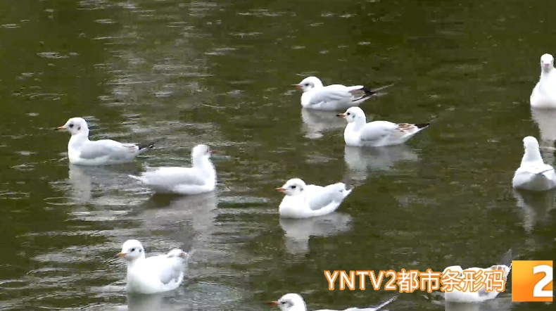 红嘴鸥来翠湖了！昆明观鸥季正式迎来高潮……
