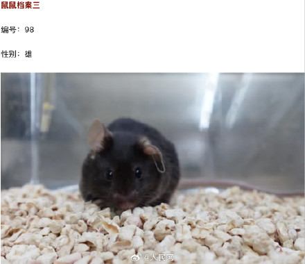 4只鼠鼠档案大公开 4只鼠鼠档案大公开