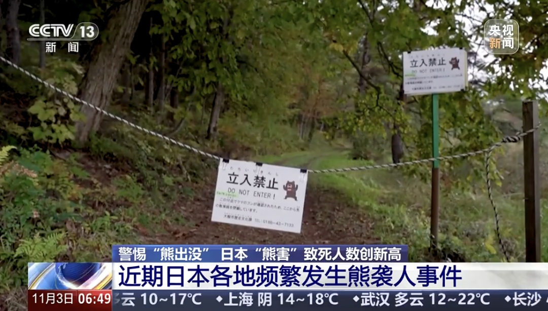 日本“熊害”致死亡人数创新高！总领馆提醒：日本旅游警惕“熊出没”