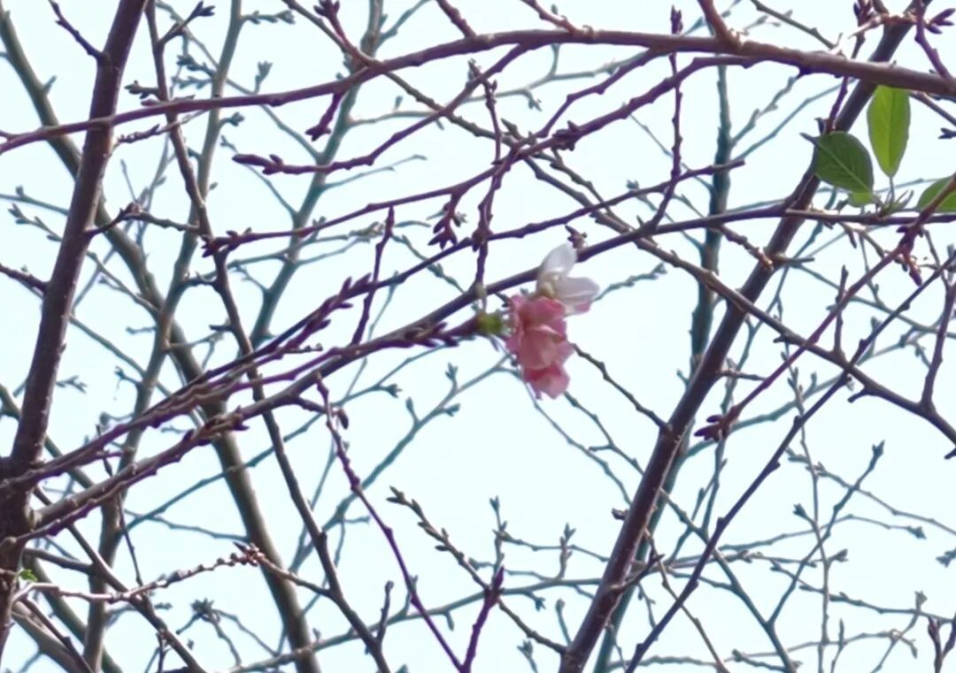 常州的樱花又开了? 常州的樱花又开了?