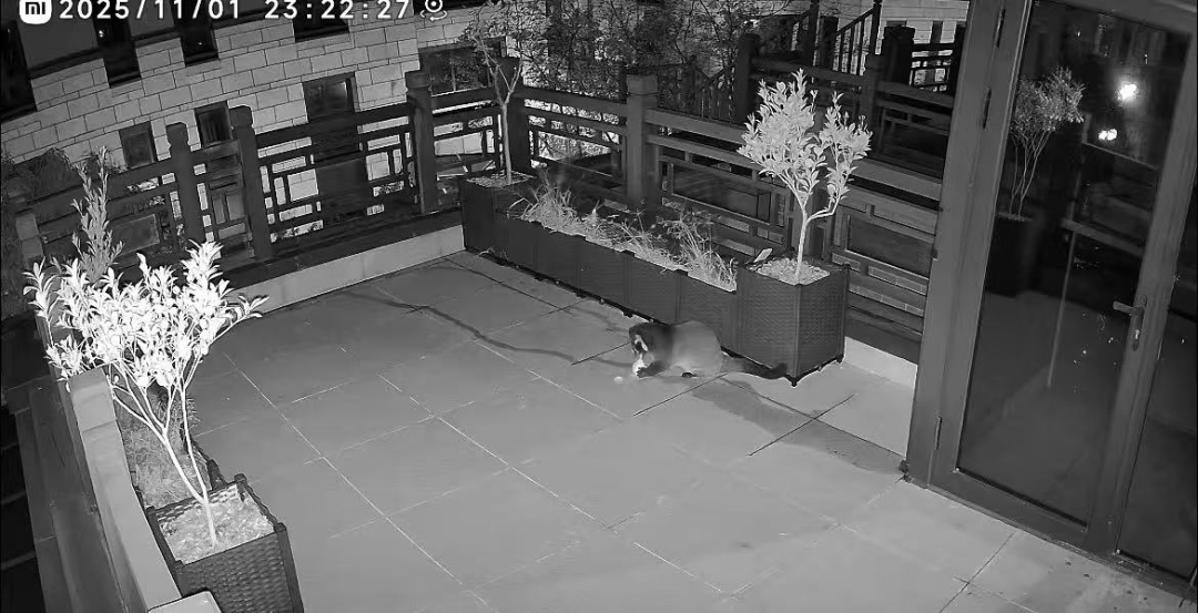 合肥一市民家中爬进不明动物!不但“闲逛”还偷摘桔子…… 合肥一市民家中爬进不明动物!不但“闲逛”还偷摘桔子……