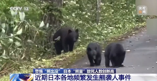 日本“熊害”致死亡人数创新高！总领馆提醒：日本旅游警惕“熊出没”