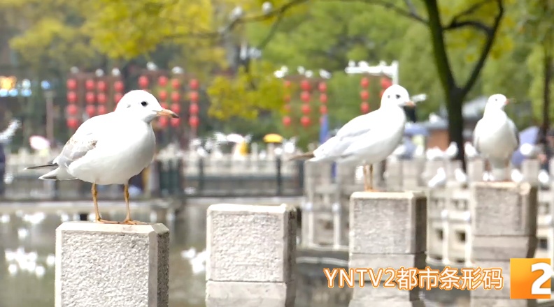 红嘴鸥来翠湖了！昆明观鸥季正式迎来高潮……