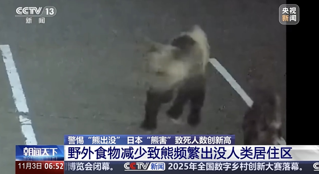 日本“熊害”致死亡人数创新高！总领馆提醒：日本旅游警惕“熊出没”