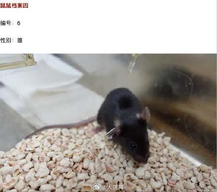 4只鼠鼠档案大公开 4只鼠鼠档案大公开