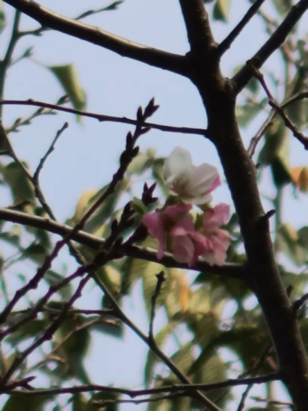 常州的樱花又开了? 常州的樱花又开了?