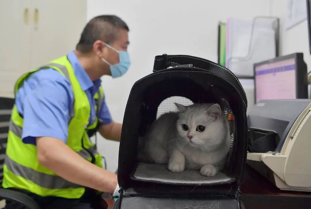 12306购票页面现“宠”字，辽宁这仨车站可办！