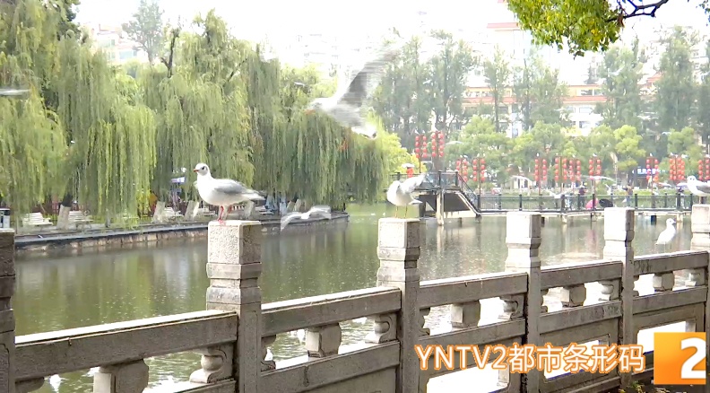 红嘴鸥来翠湖了！昆明观鸥季正式迎来高潮……