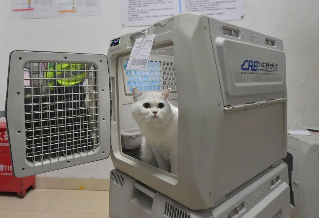 12306购票页面现“宠”字，辽宁这仨车站可办！