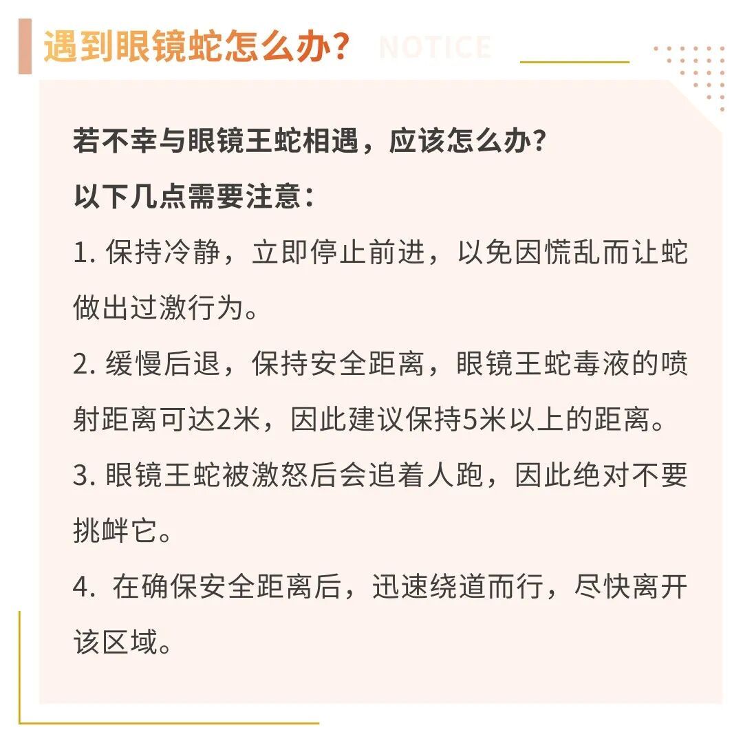 在眼镜蛇窝上蹦跳？女子郊游遇到这种落叶区，专业人士提醒