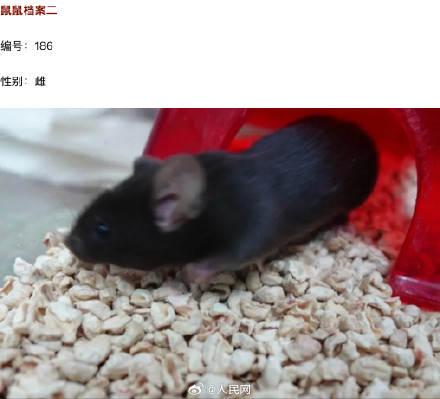 4只鼠鼠档案大公开 4只鼠鼠档案大公开