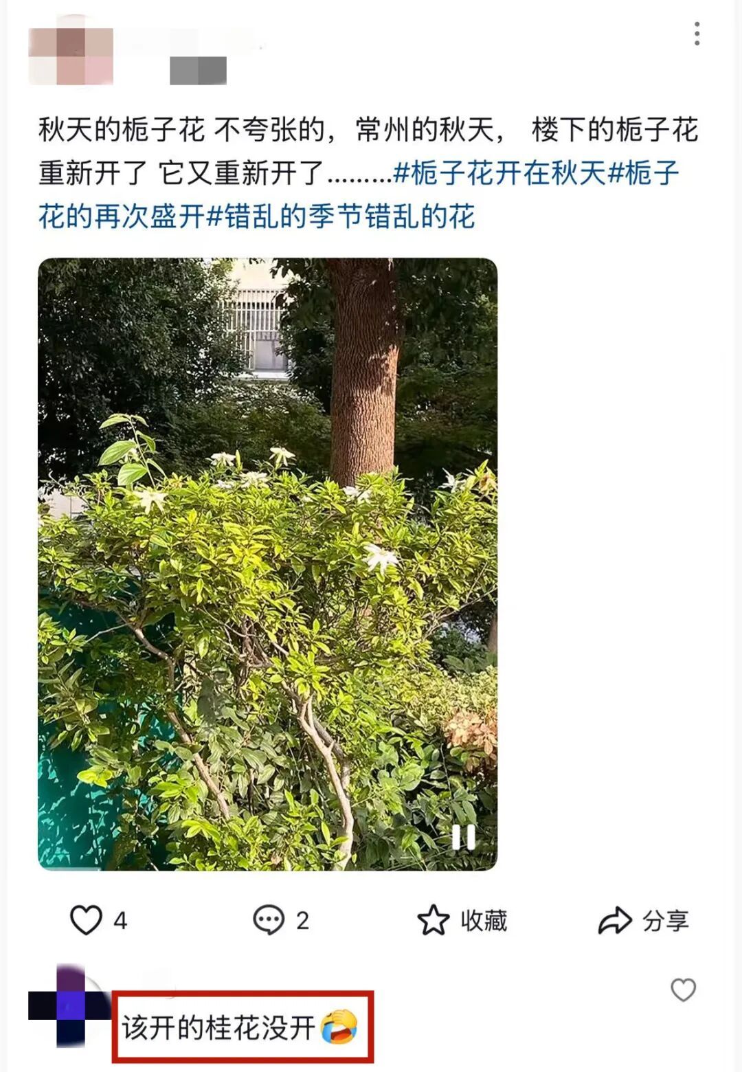 常州的樱花又开了? 常州的樱花又开了?