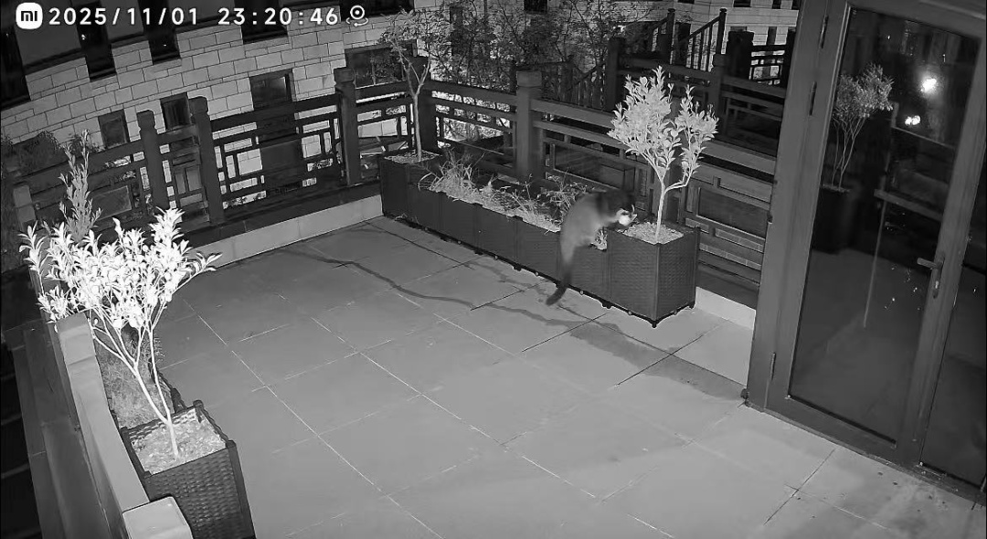 合肥一市民家中爬进不明动物!不但“闲逛”还偷摘桔子…… 合肥一市民家中爬进不明动物!不但“闲逛”还偷摘桔子……