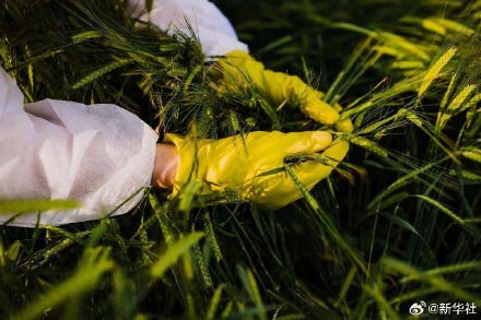 警惕!间谍非法搜集我国亲本种子 警惕!间谍非法搜集我国亲本种子