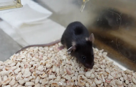 叫啥名字好?太空小鼠在线征名 叫啥名字好?太空小鼠在线征名