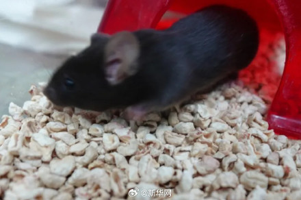 叫啥名字好?太空小鼠在线征名 叫啥名字好?太空小鼠在线征名