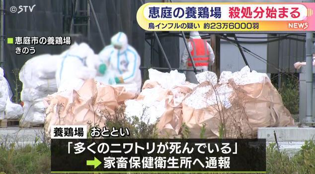 日本再暴发禽流感疫情 超23万只鸡被扑杀