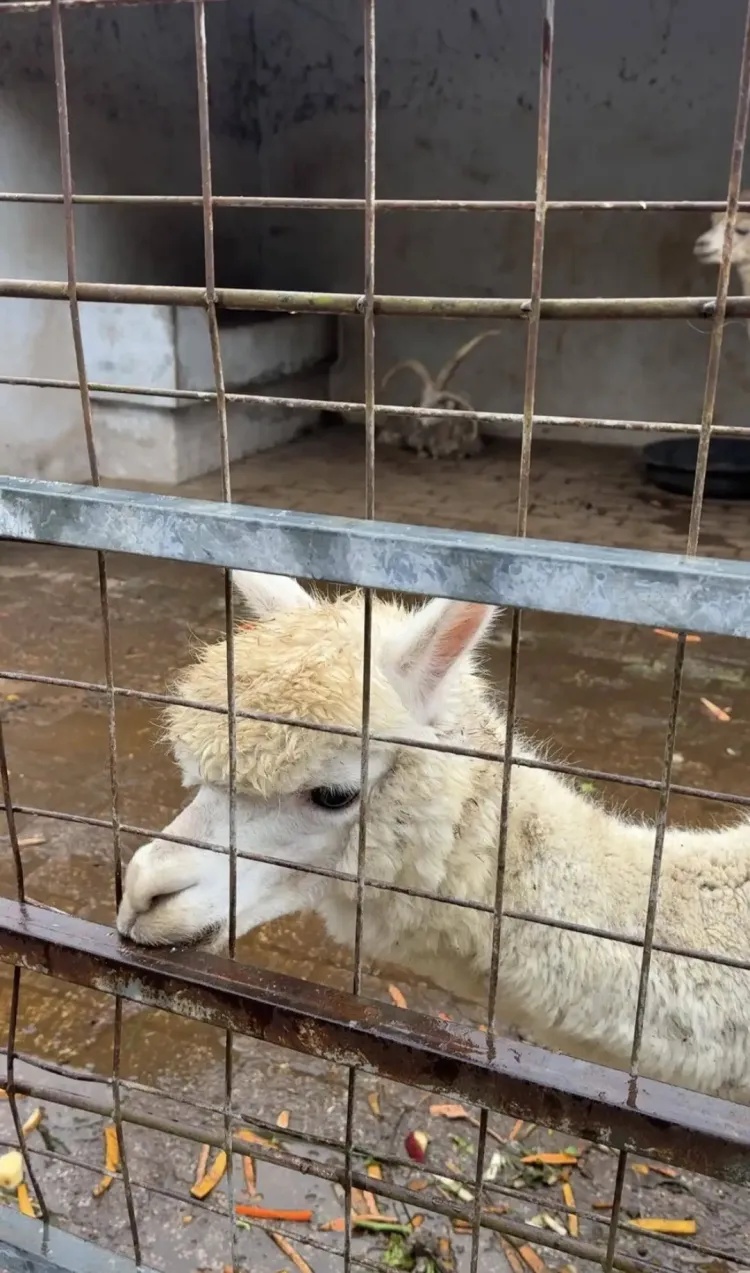 藏在深山!“史上最寒酸”动物园突然走红,园长:不用再捐啦 藏在深山!“史上最寒酸”动物园突然走红,园长:不用再捐啦