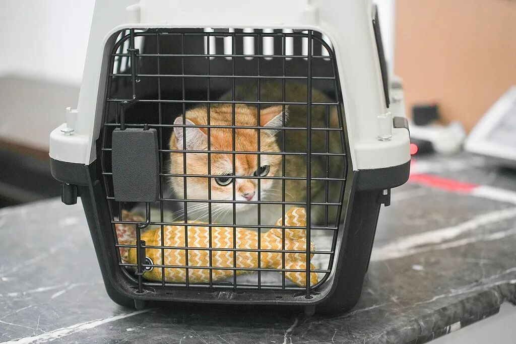 首次开设！在重庆"毛孩子”可以坐高铁了！办理指南→