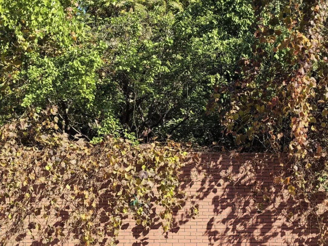 20℃“高温”就要出现?!穿点啥?辽宁本周天气还有大反转! 20℃“高温”就要出现?!穿点啥?辽宁本周天气还有大反转!