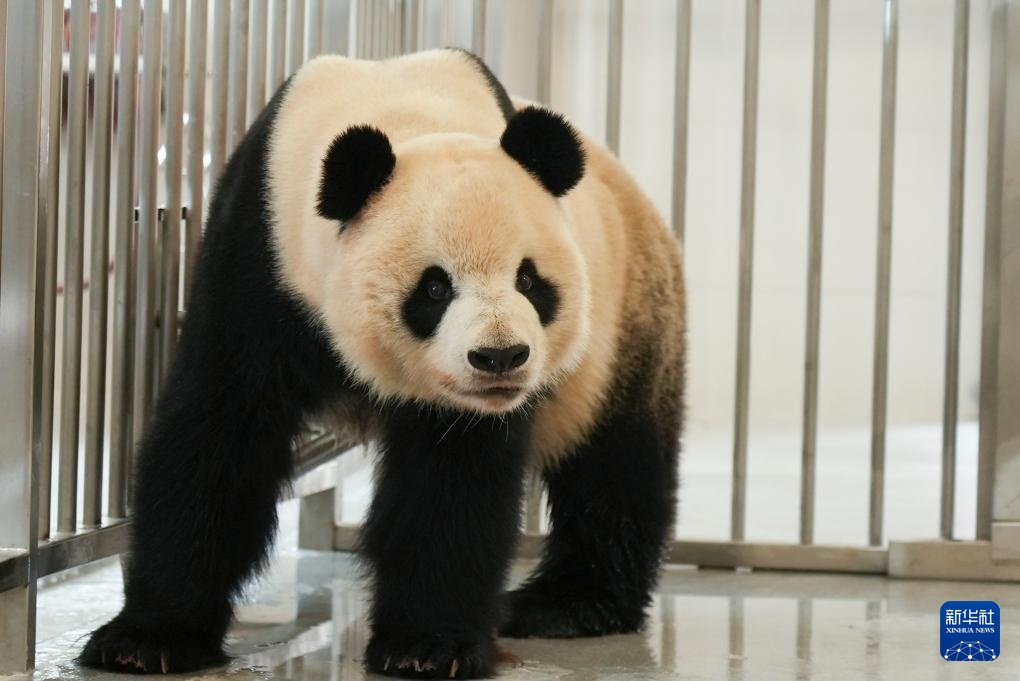 熊猫搬新“家” 我国再添一座大熊猫基地 熊猫搬新“家” 我国再添一座大熊猫基地