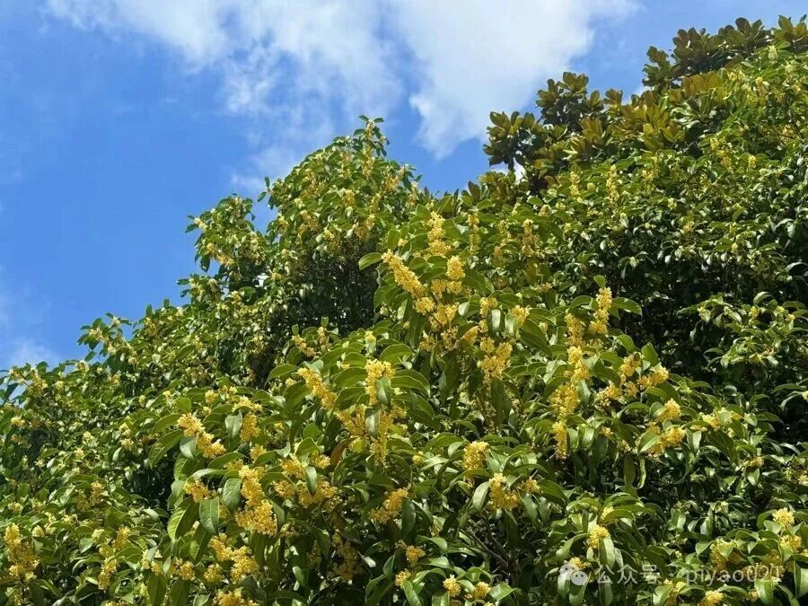 这两天,上海满城都是!千万别乱吃,容易中毒,有人可能还会过敏窒息…… 这两天,上海满城都是!千万别乱吃,容易中毒,有人可能还会过敏窒息……