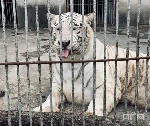 “没想到一守就是十年”！贵州深山里的动物园凭良心圈粉